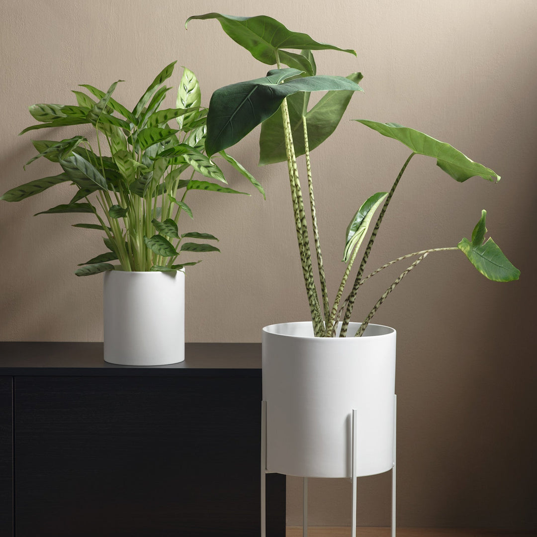 ASA Selection haruko