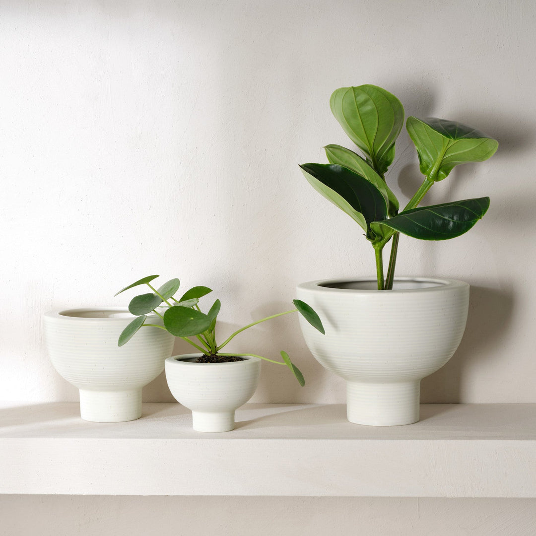 ASA Selection midoro