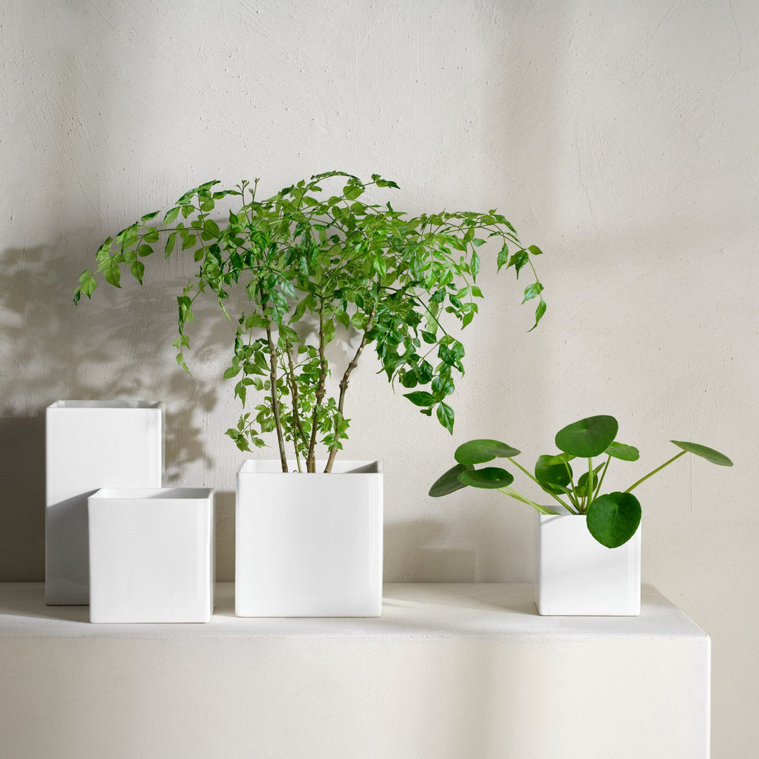 ASA Selection quadro